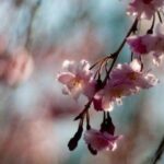 Haru Matsuri: Spring festival