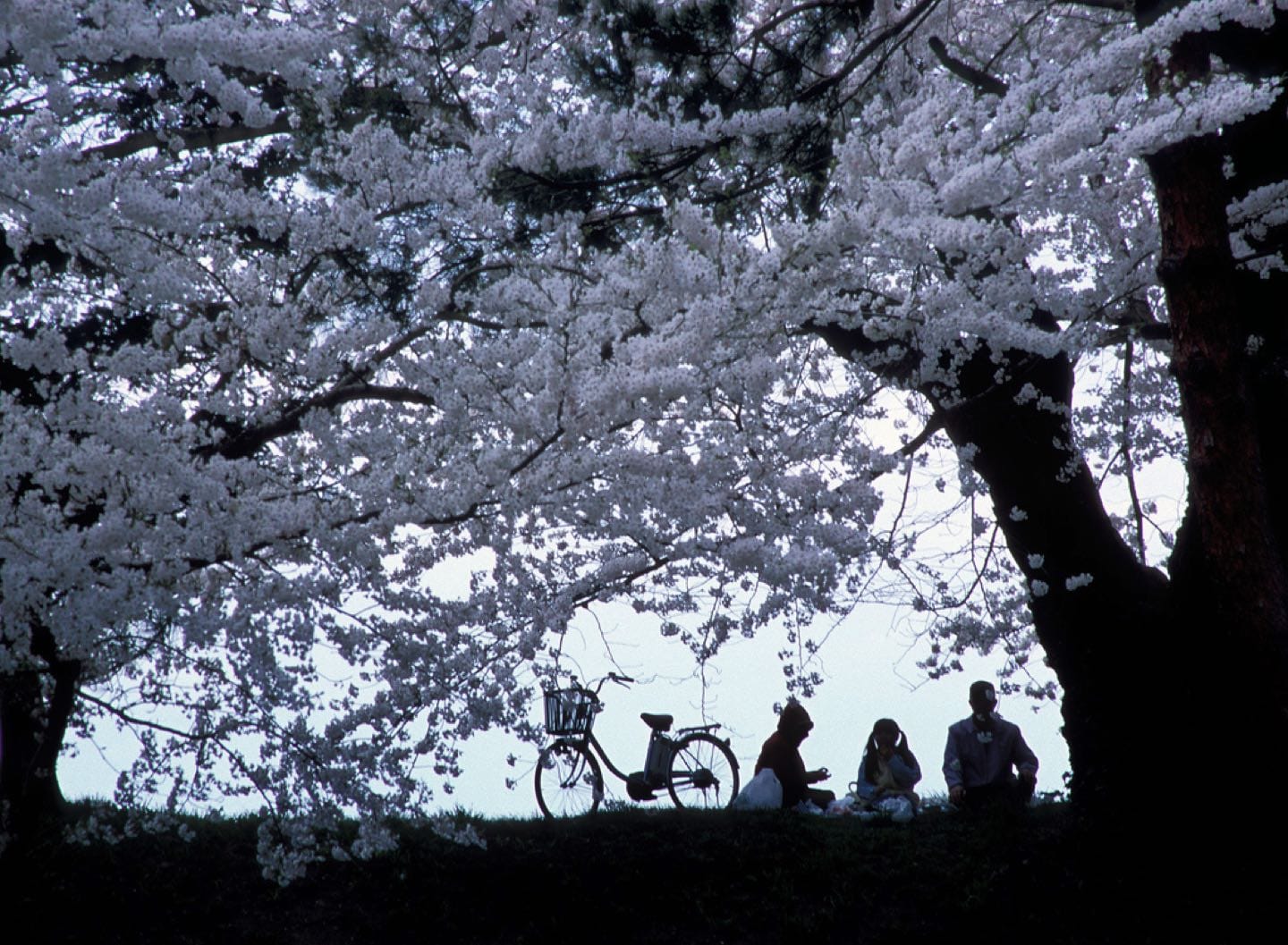 Haru Matusri: Pic-nic familiar entre los cerezos en flor